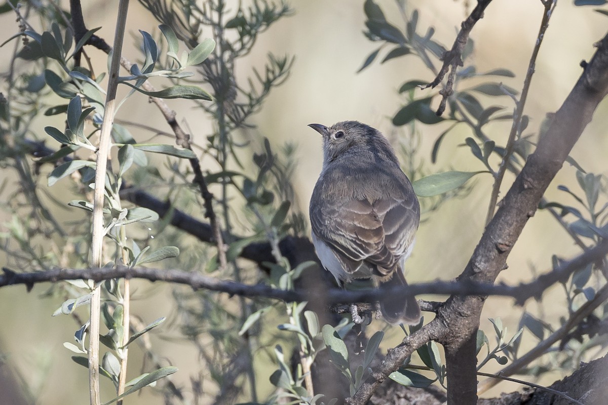 Gray Honeyeater - ML600449011