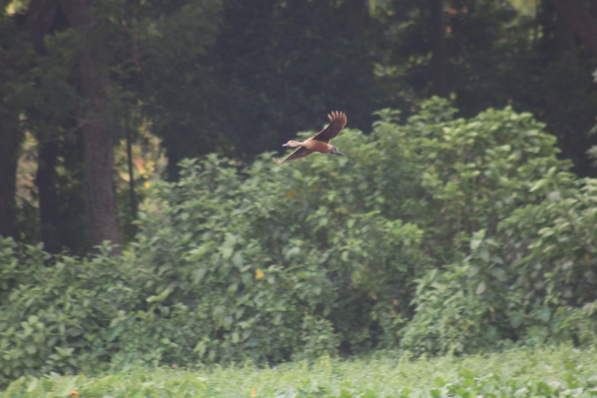 Lesser Whistling-Duck - ML600450261