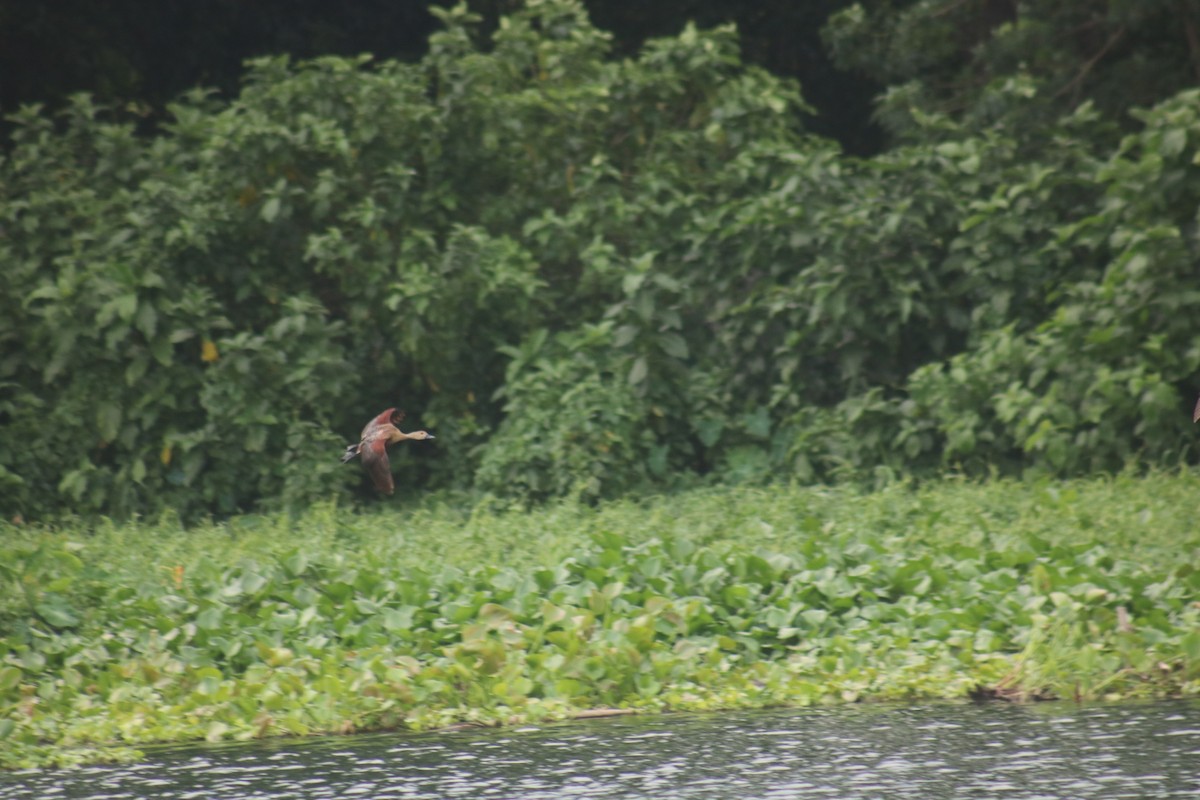 Lesser Whistling-Duck - ML600450271