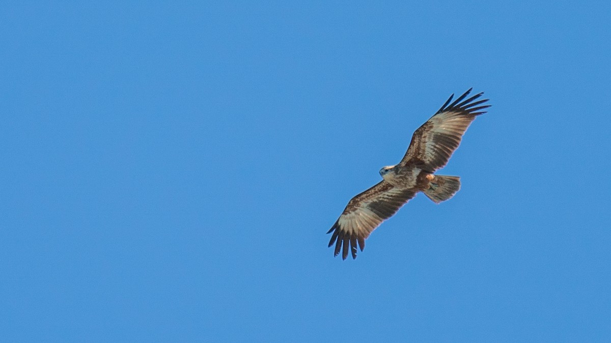 Brahminy Kite - ML600450641