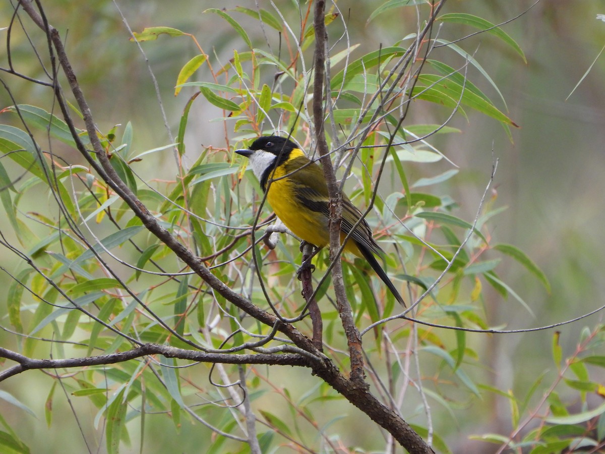 Golden Whistler - ML600450781