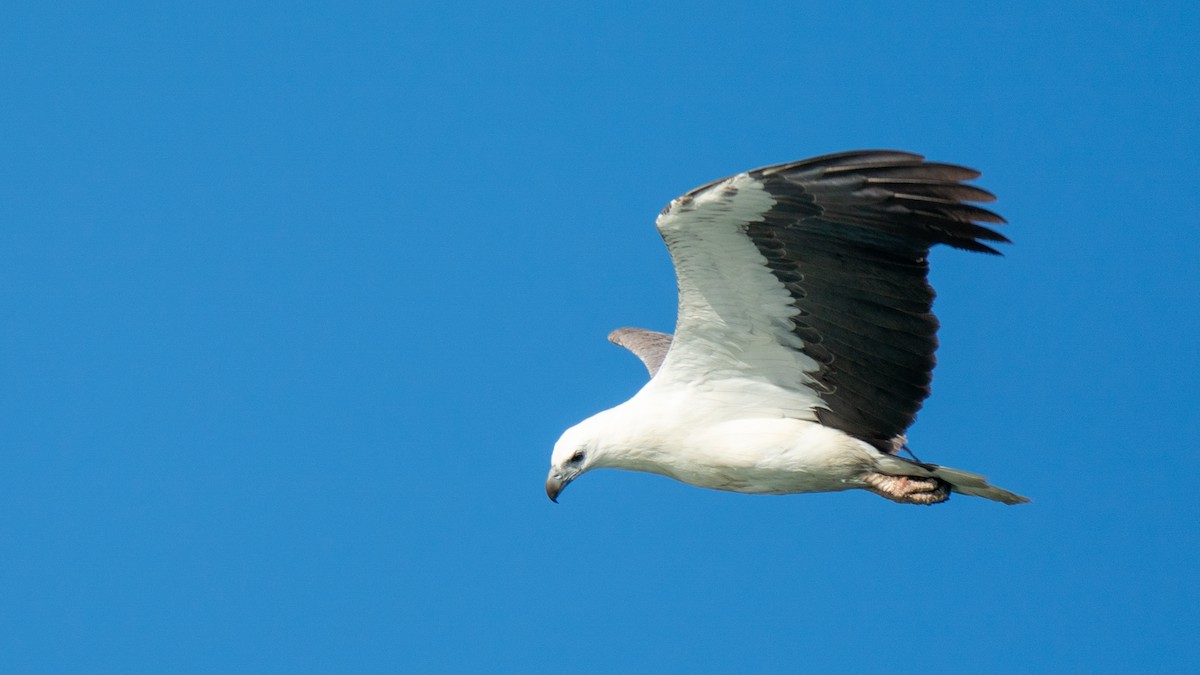 White-bellied Sea-Eagle - ML600451031