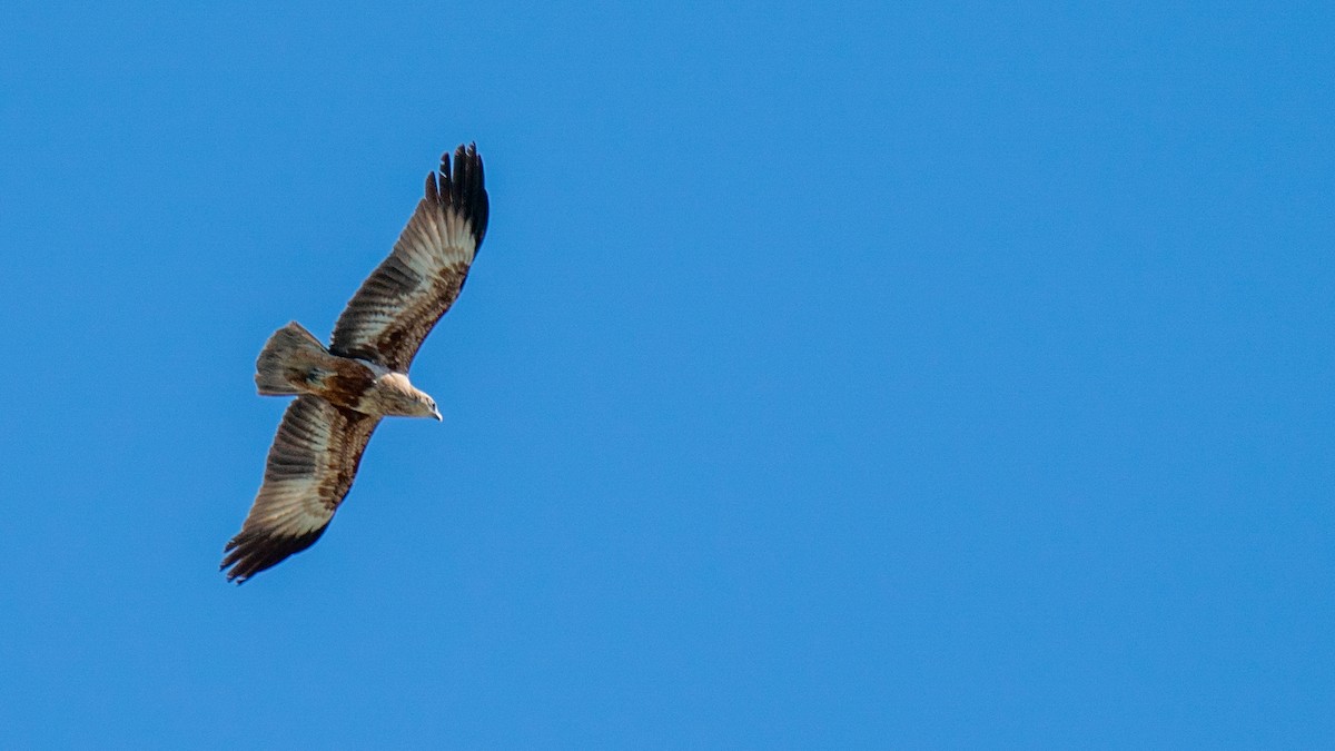 Brahminy Kite - ML600451251