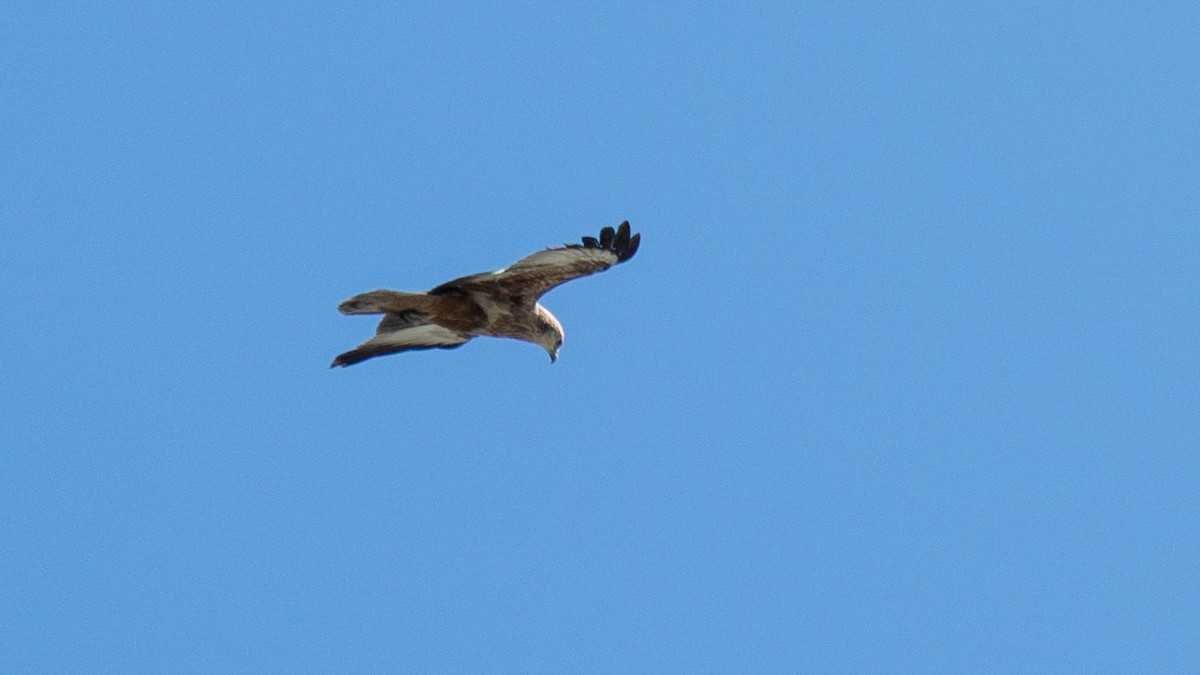 Brahminy Kite - ML600451261