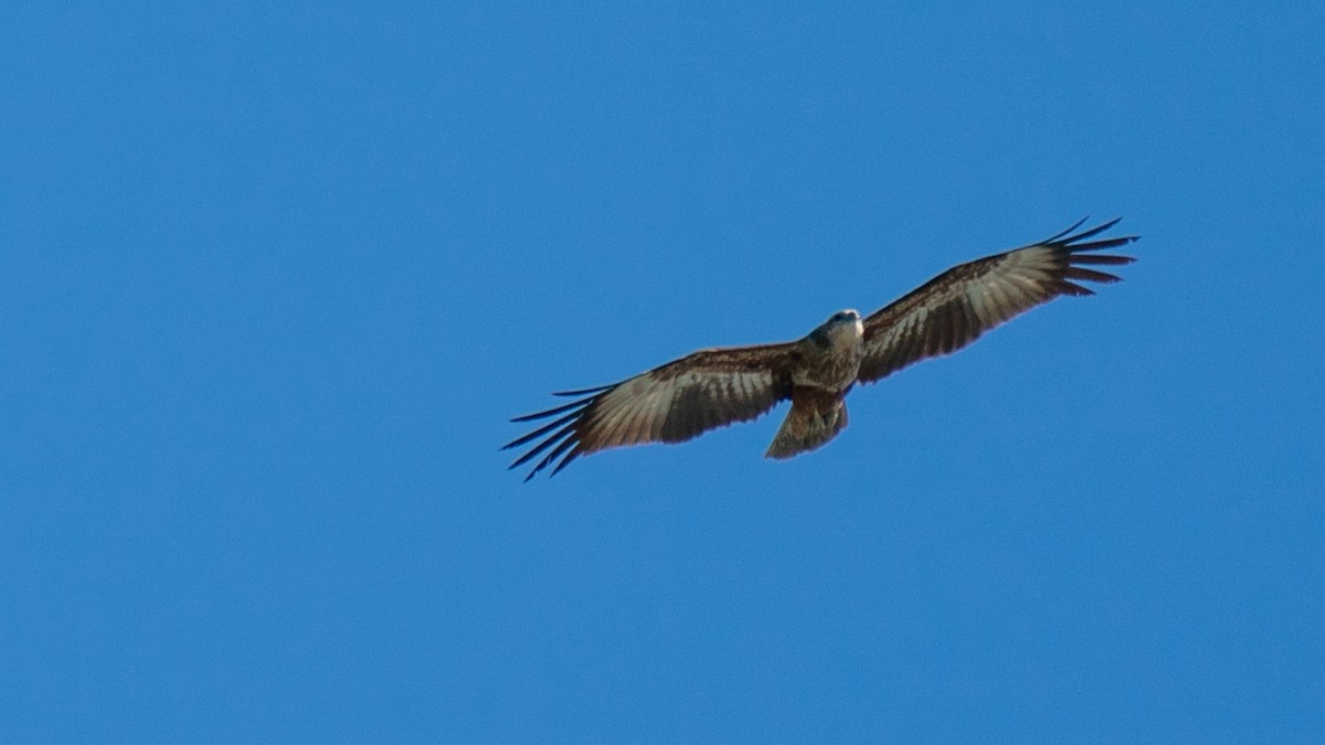 Brahminy Kite - ML600451341