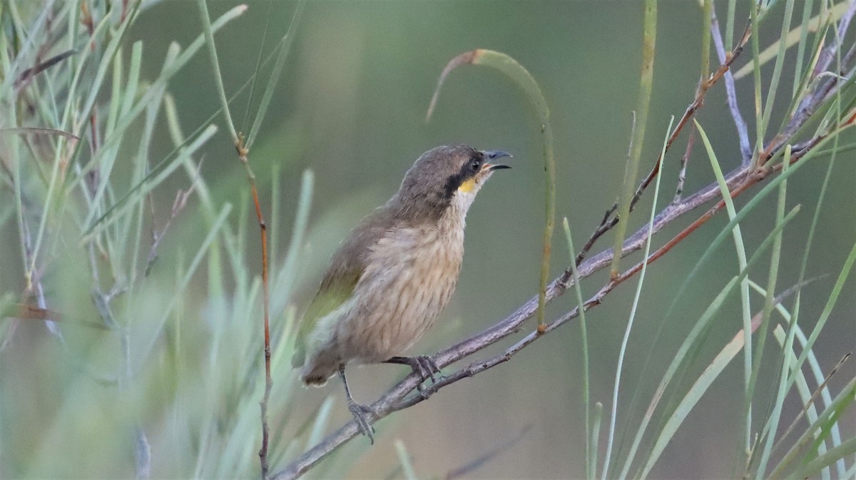 Singing Honeyeater - ML600451971
