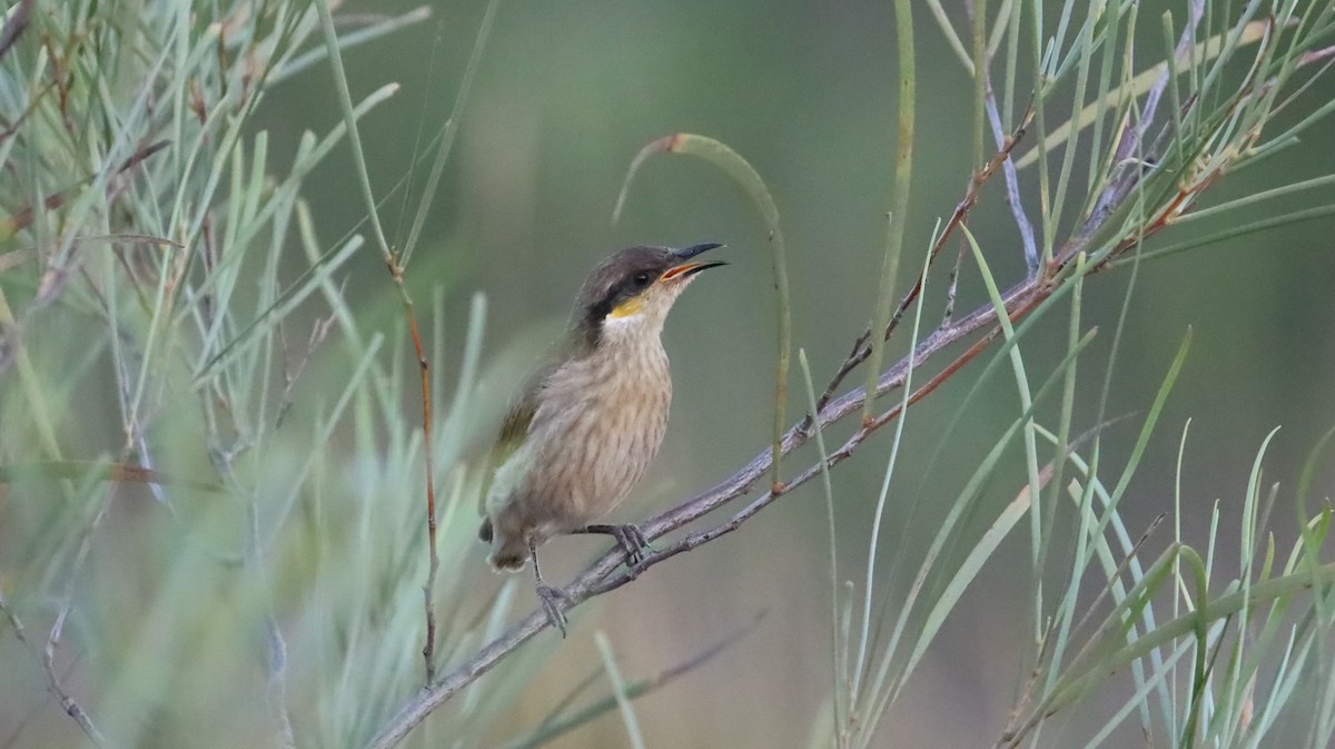 Singing Honeyeater - ML600451981