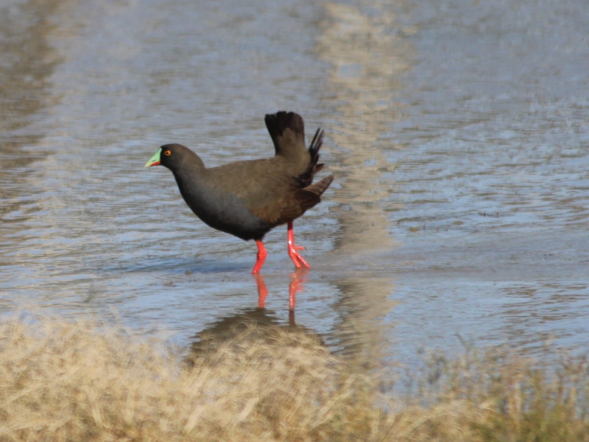 Black-tailed Nativehen - Cherri and Peter Gordon