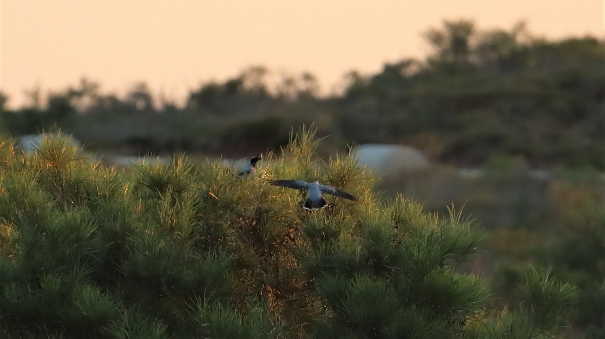 Black-faced Cuckooshrike - ML600452071