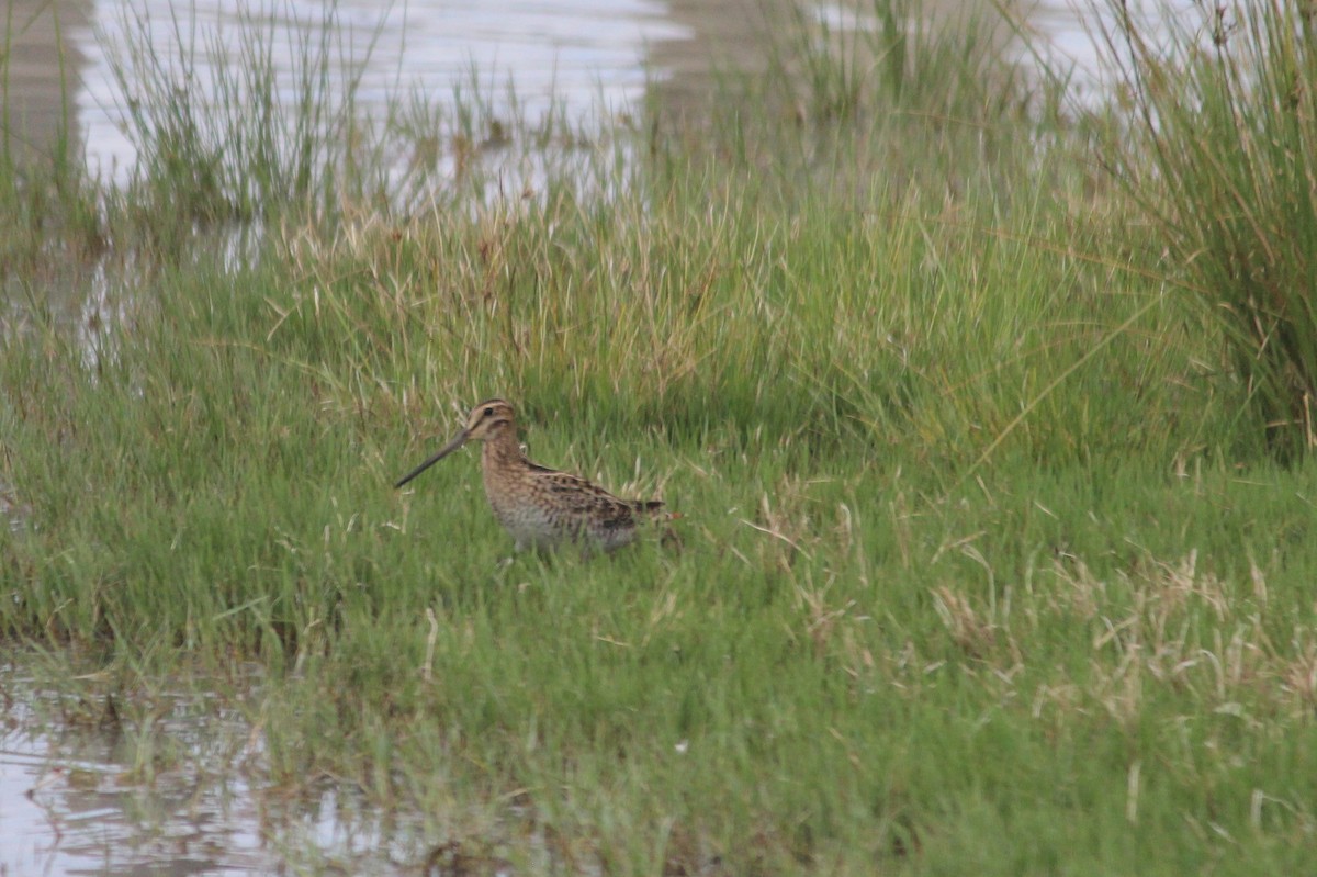 Latham's Snipe - Cherri and Peter Gordon