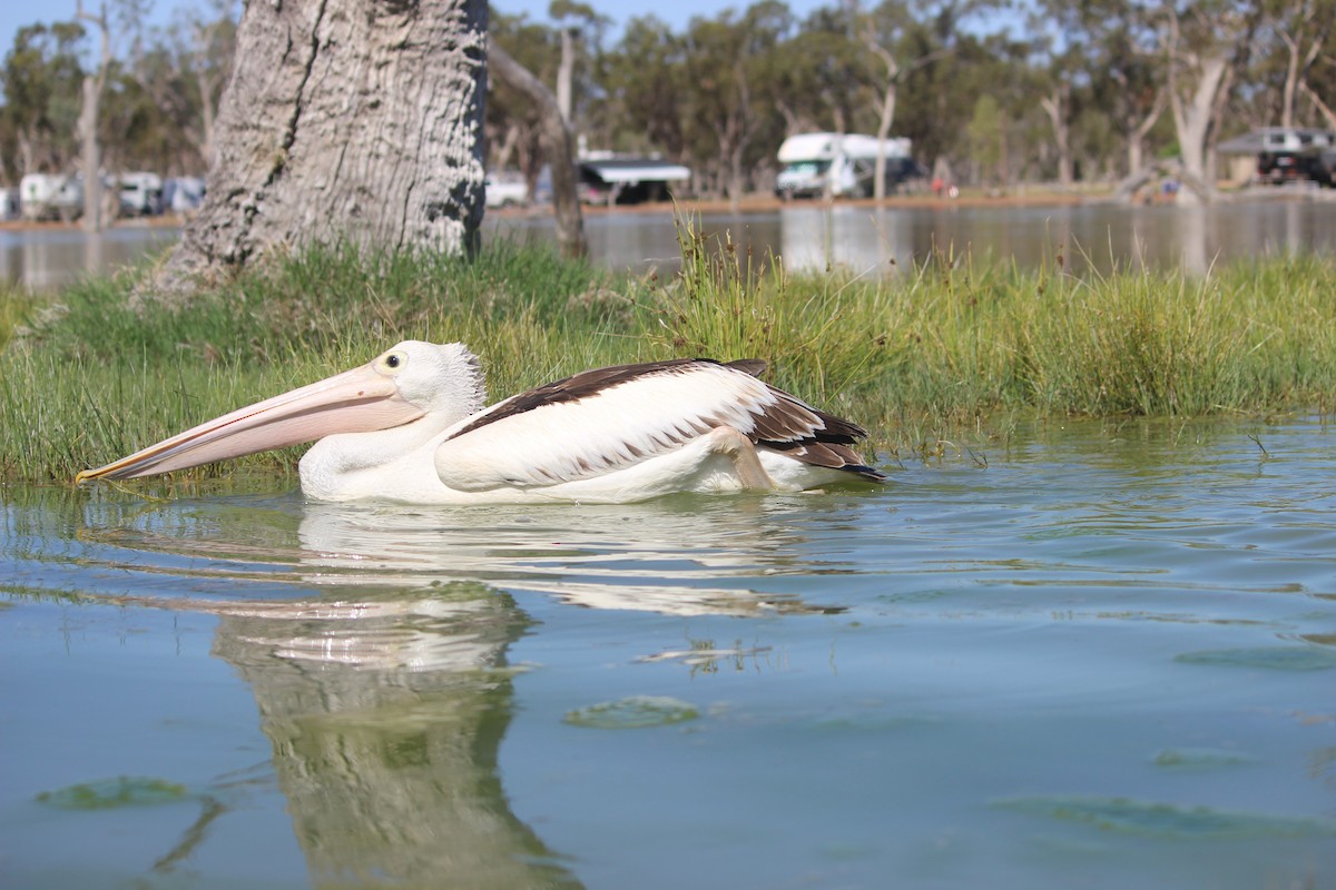 pelikán australský - ML600452151