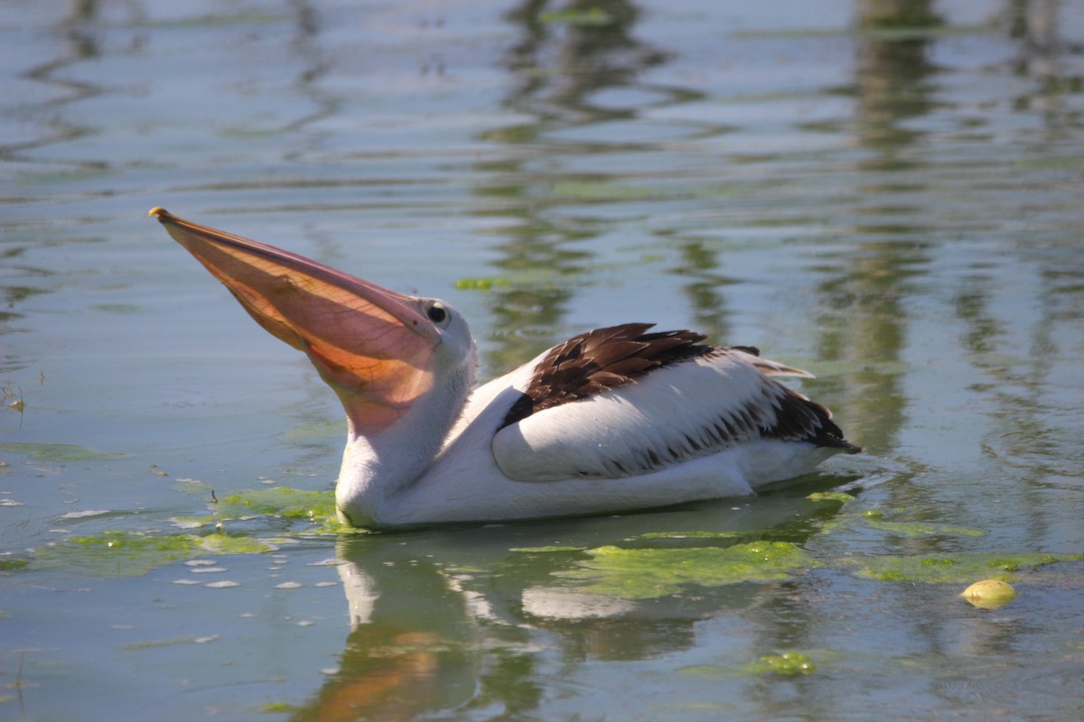 Australian Pelican - Cherri and Peter Gordon