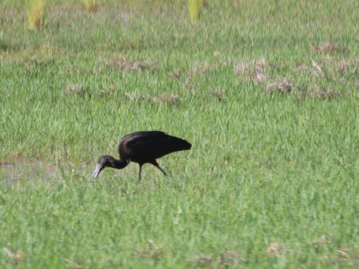 Glossy Ibis - Cherri and Peter Gordon