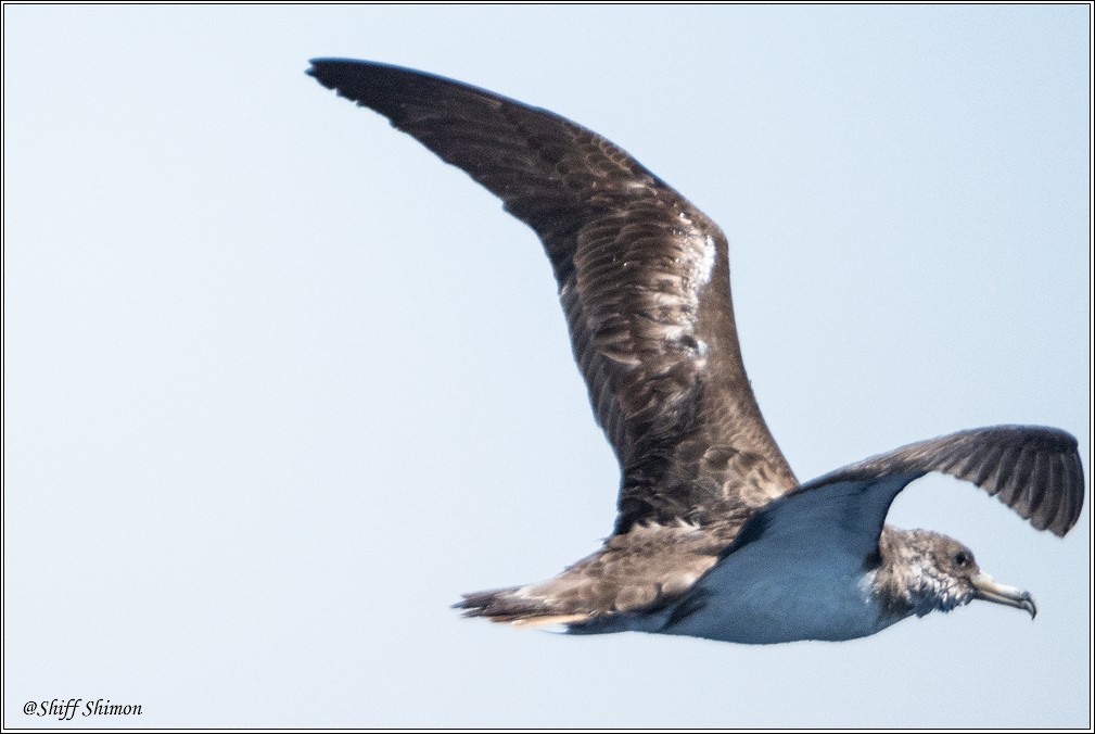 Cory's Shearwater - ML600452181