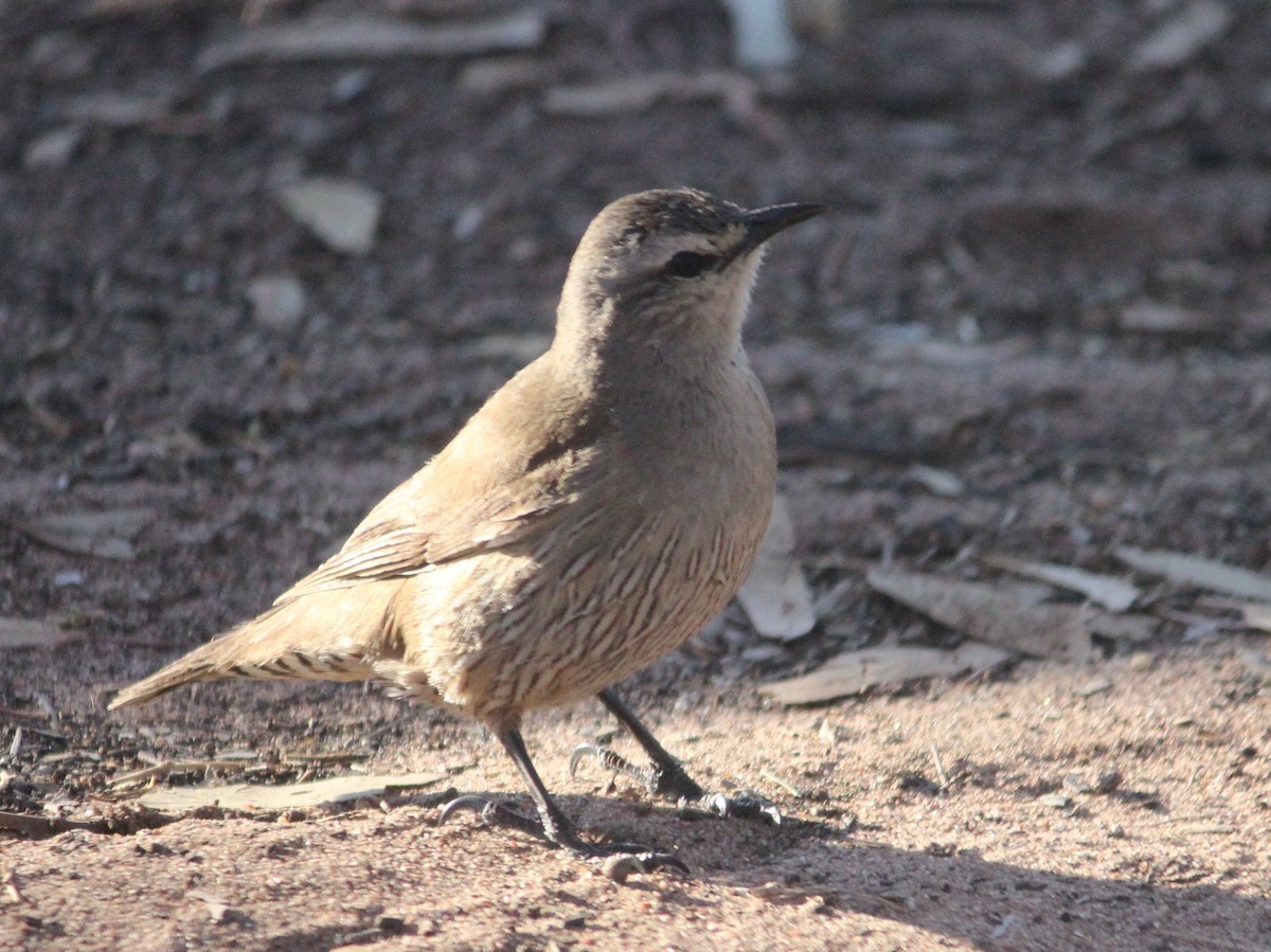 Brown Treecreeper - Cherri and Peter Gordon