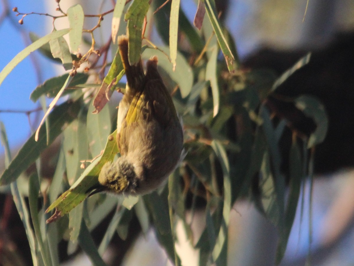 White-plumed Honeyeater - Cherri and Peter Gordon