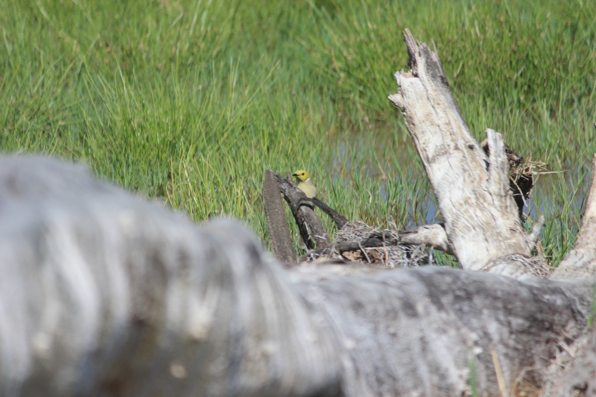 White-plumed Honeyeater - Cherri and Peter Gordon