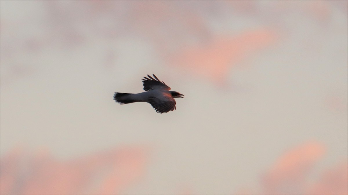 Black-faced Cuckooshrike - ML600452731