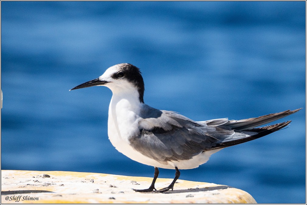 White-cheeked Tern - ML600452761