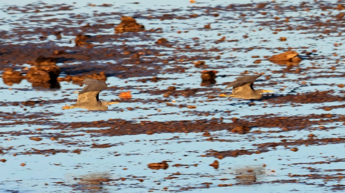 Pacific Reef-Heron - ML600452801