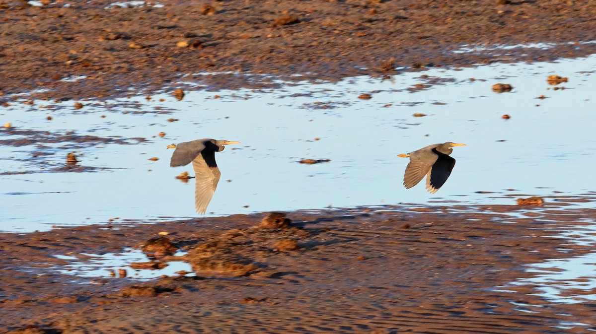 Pacific Reef-Heron - ML600452811