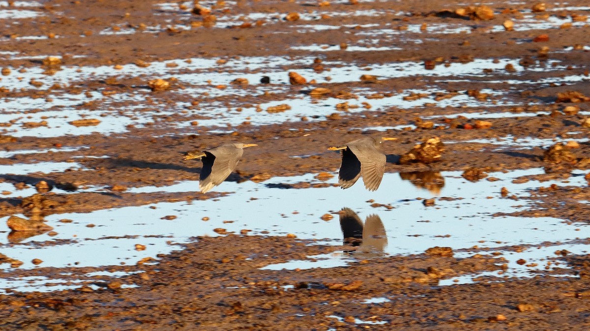 Pacific Reef-Heron - ML600452821