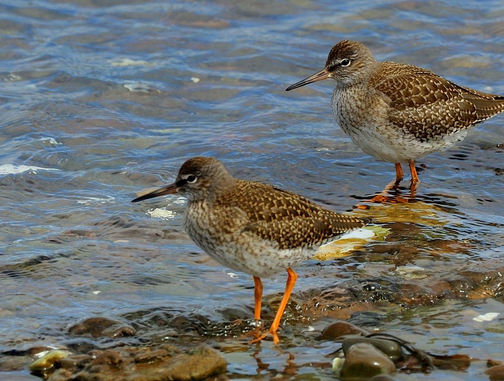 Улаан хөлт хөгчүү - ML600452881