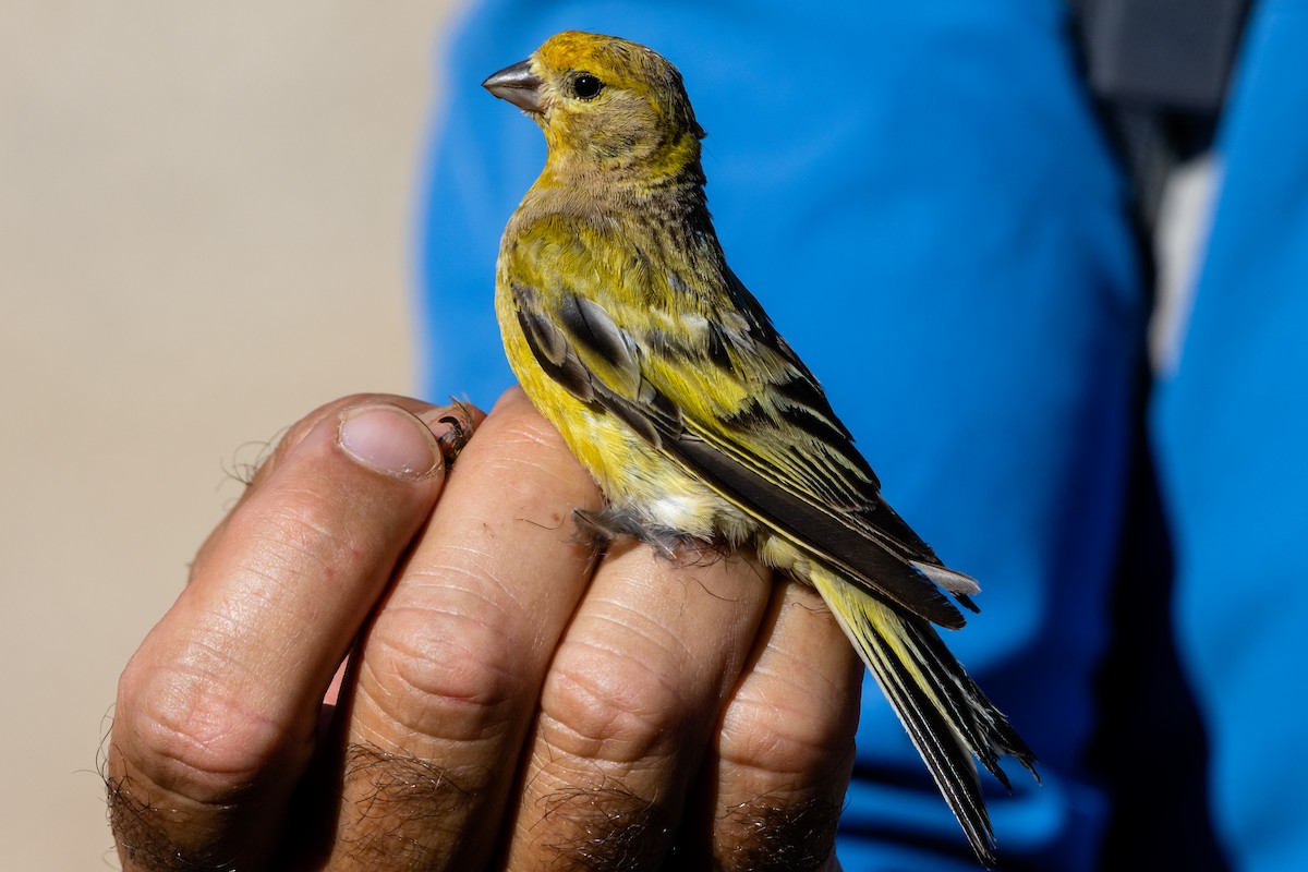 Serin syriaque - ML600453411