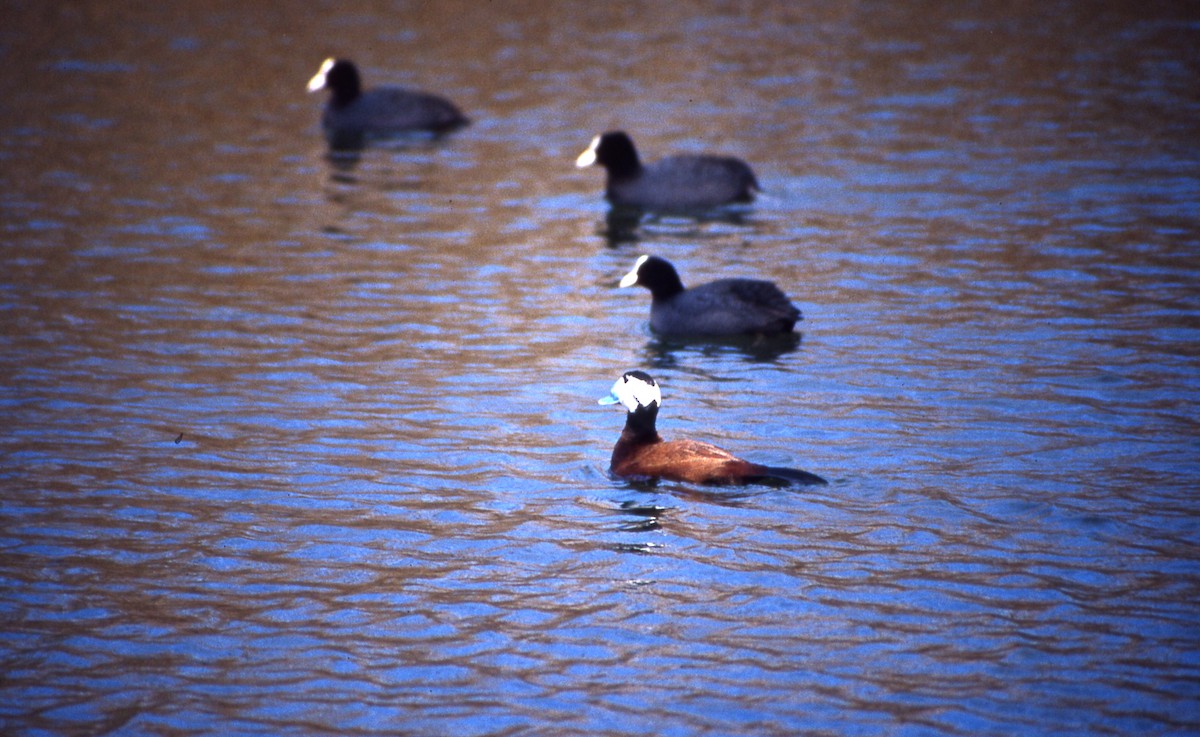 White-headed Duck - ML600454451