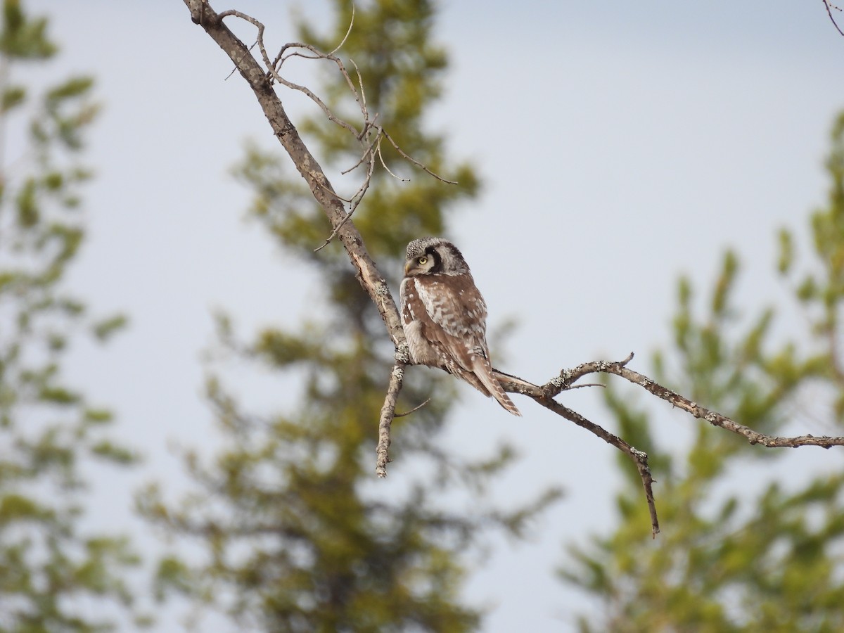 Northern Hawk Owl (Eurasian) - Chris Lamsdell