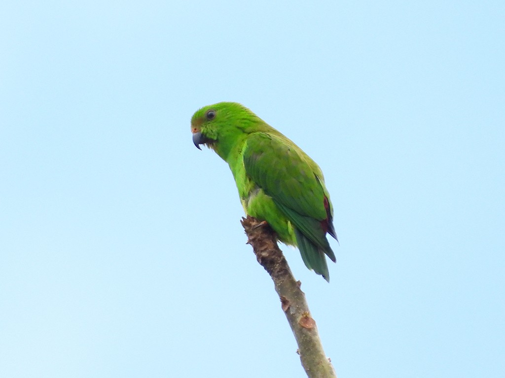Sulawesi Hanging-Parrot - ML600454601
