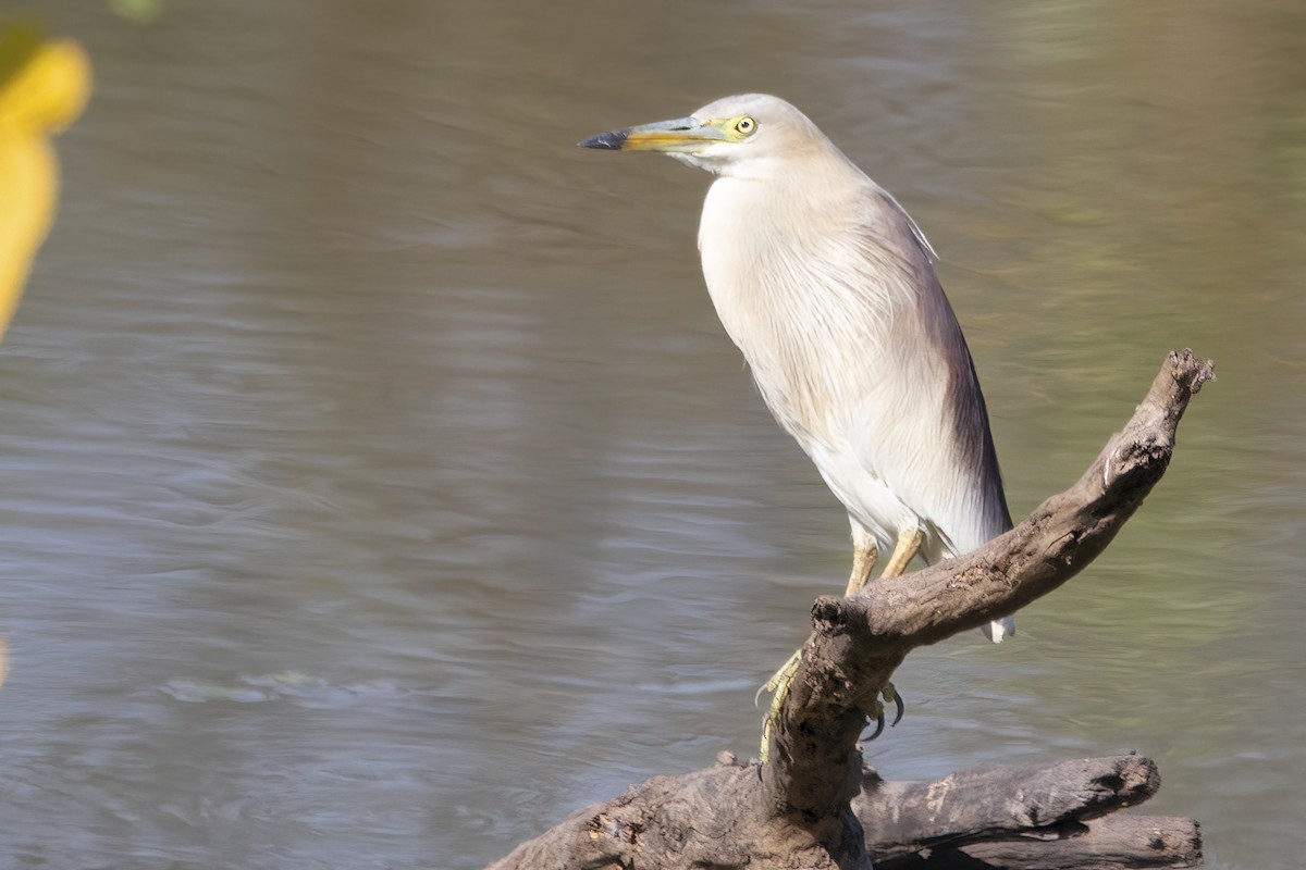 Indian Pond-Heron - ML600455741