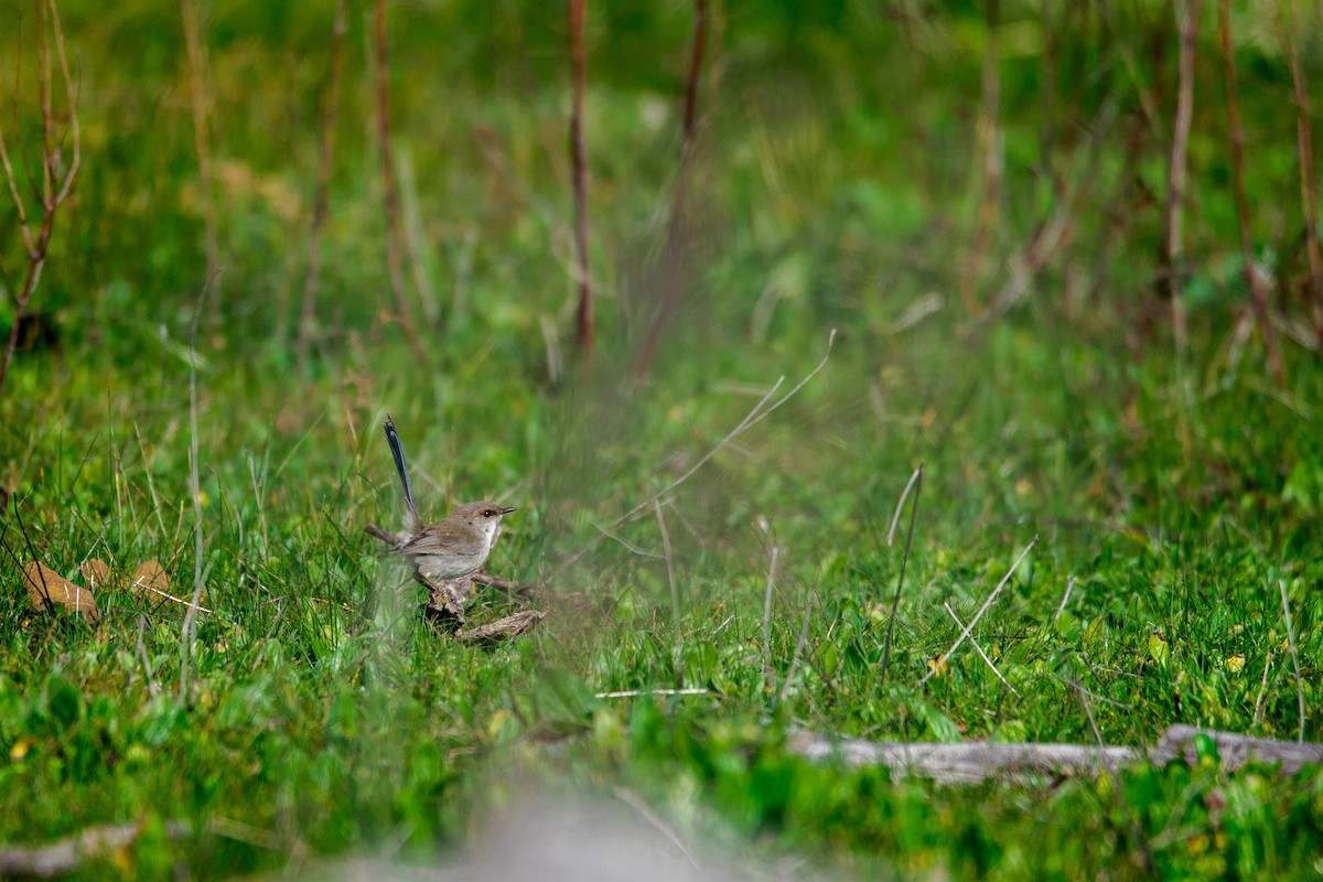 Superb Fairywren - ML600455871