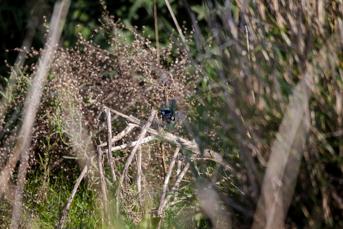 Superb Fairywren - ML600455881