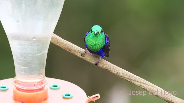 Crowned Woodnymph (Green-crowned) - ML600456721