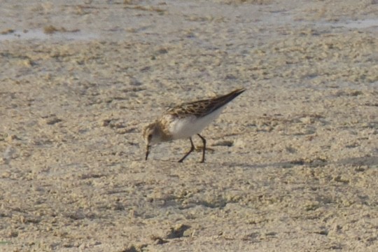 Little Stint - ML600458531