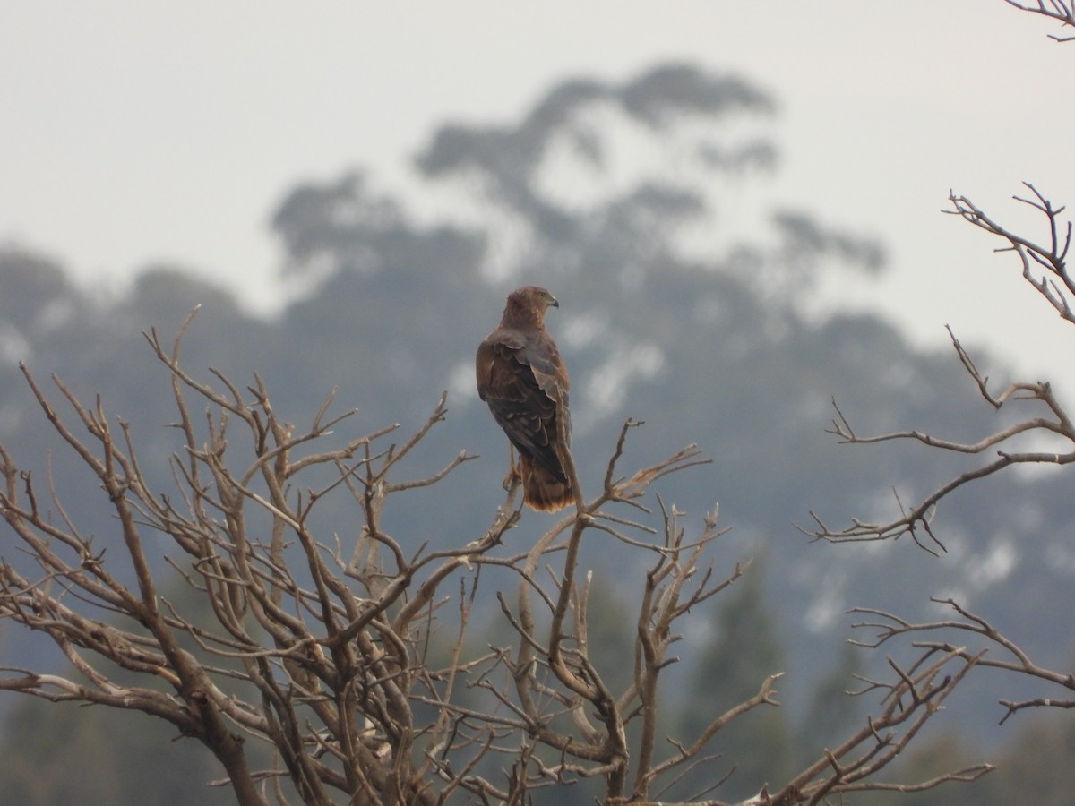 Swamp Harrier - ML600458621