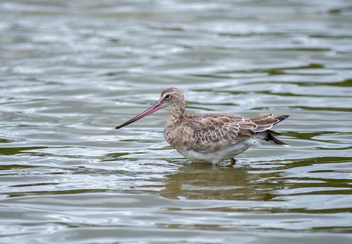 Black-tailed Godwit - ML600458721