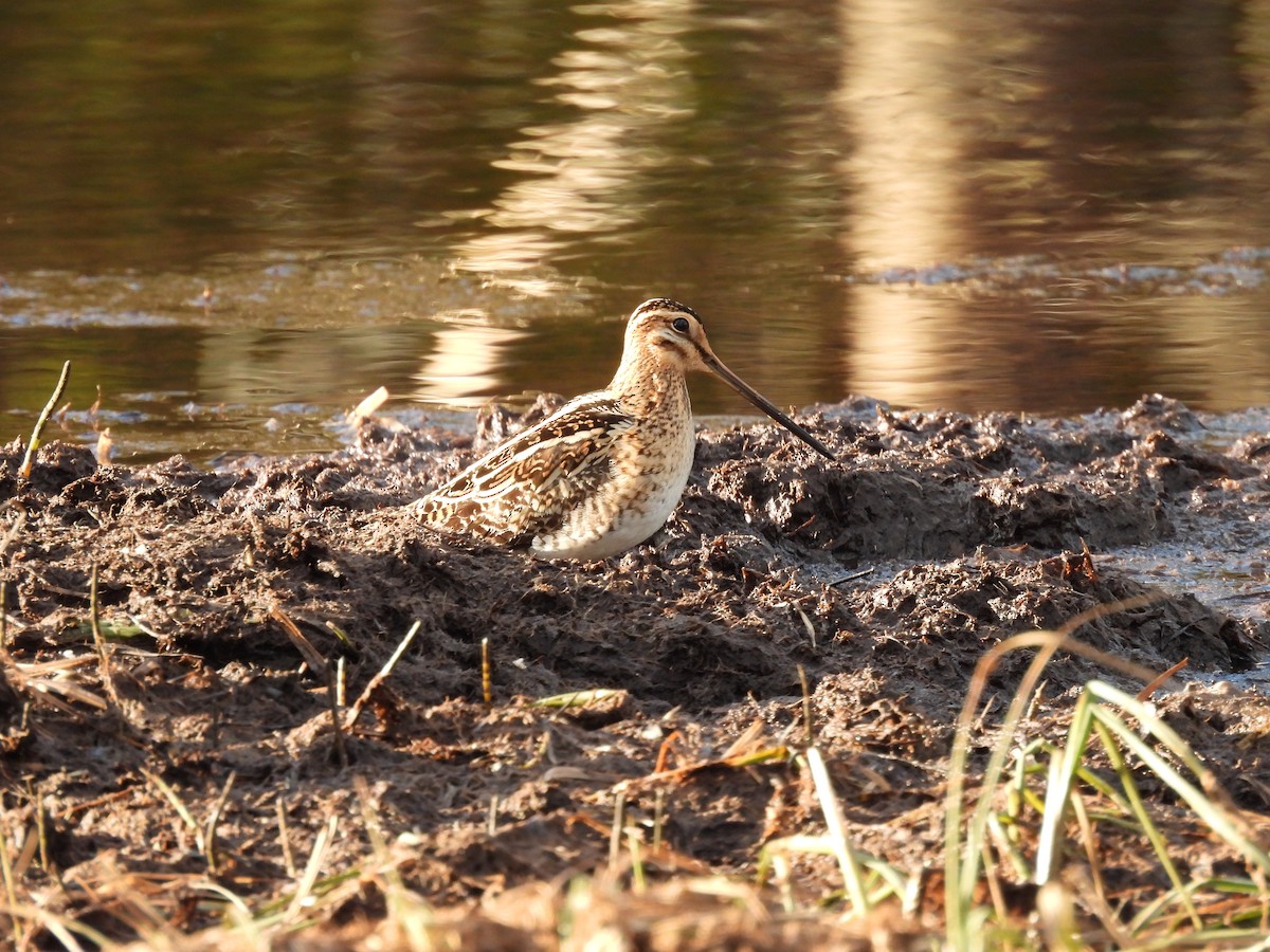Common Snipe - Chris Lamsdell