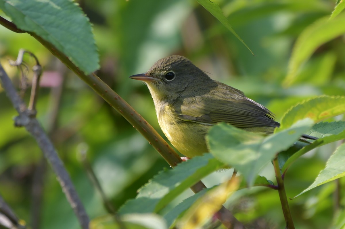 Graukopf-Waldsänger - ML600459521