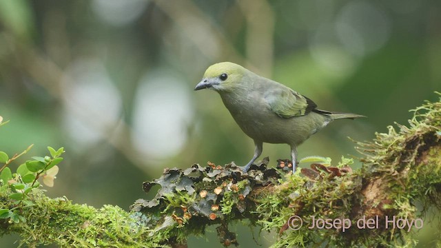 Palm Tanager - ML600460661