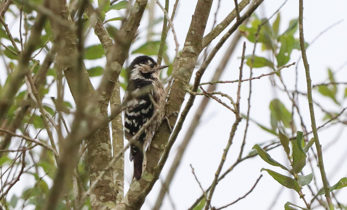 Lesser Spotted Woodpecker - David Santamaría Urbano