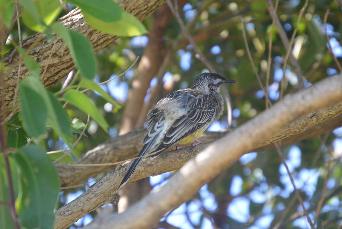 Red Wattlebird - ML600462451