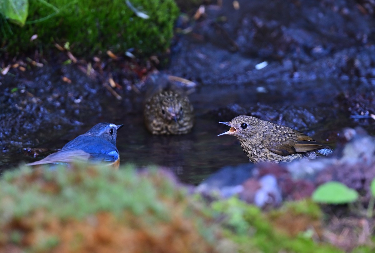 Red-flanked Bluetail - ML600462861