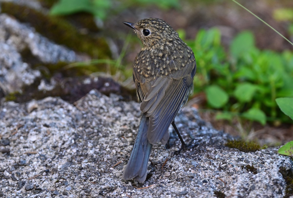 Red-flanked Bluetail - Shigeyuki Mukawa