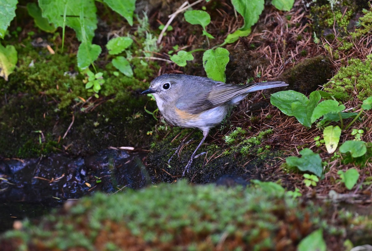 Red-flanked Bluetail - ML600462961