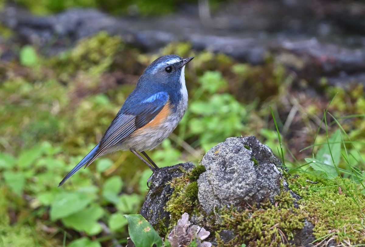 Red-flanked Bluetail - ML600462971