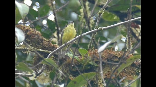 Ashy-headed Tyrannulet - ML600463221