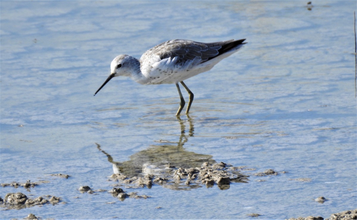 Marsh Sandpiper - ML600463461