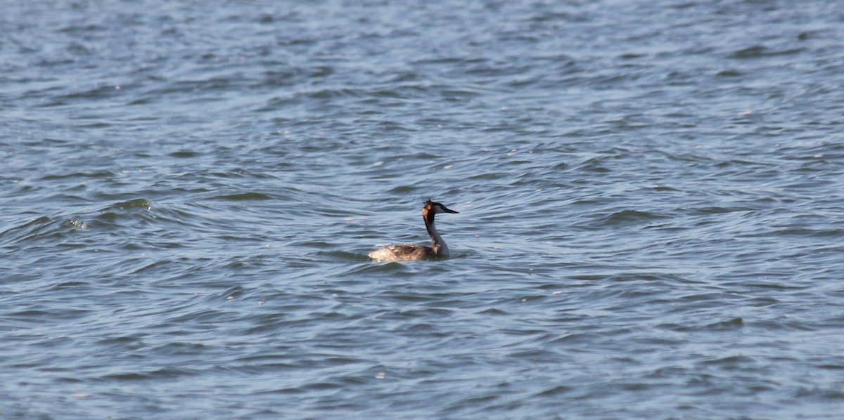 Great Crested Grebe - ML600464261